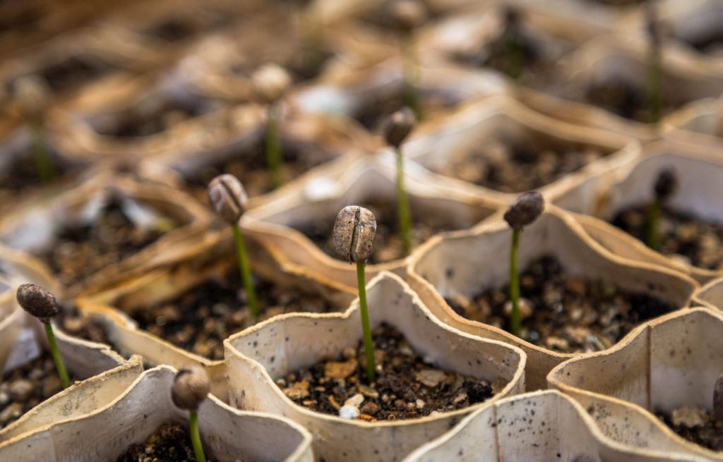 Franchising caffè artigianale
